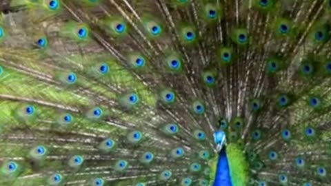 Beautiful peacock dancing video peacock video 😍 #naturelovers #shorts