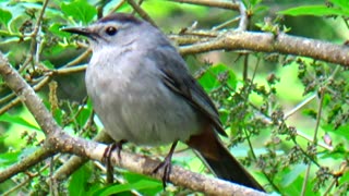 Catbirds