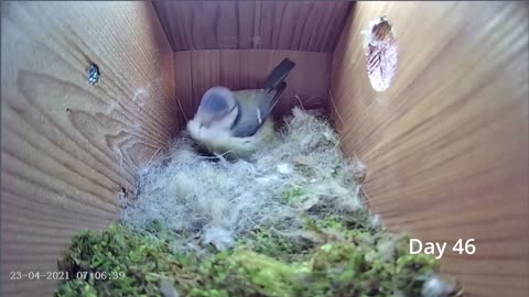 From empty nest to first egg in less than 8 minutes! - BlueTit nest box live camera highlights