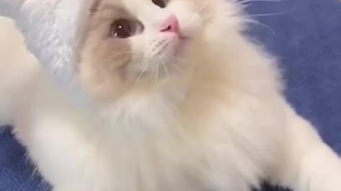 Funniest Cat Videos That Will Make You Laugh - Funny Cats and Dogs Videos