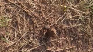Dung beetle