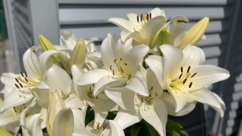 Casablanca lilies. Easy to grow flowers with thin stems.