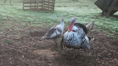 Dancing turkeys circle each other during mating season