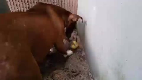 Courageous duckling versus loving Pitbull