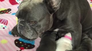 Nursing French Bulldog mother is beyond exhausted