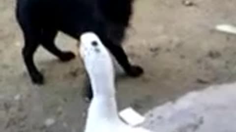 Dogs and ducks occur disagreements with each other
