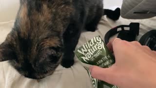 Smart Cat Learns How to Get Her Own Treats