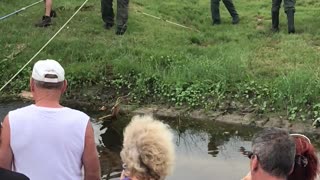 Giant Gator Removed from Drainage Ditch