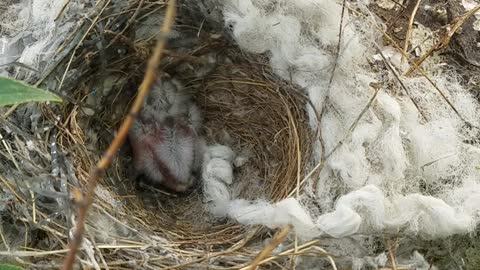 Found a baby bird in a nest
