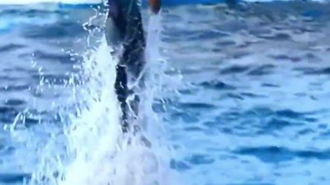 Joyful Connection Woman and Dolphin Play Together in Crystal Clear Waters