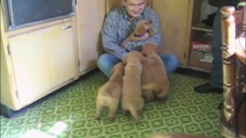 Little Kids Meet their New Golden Retriever Puppy