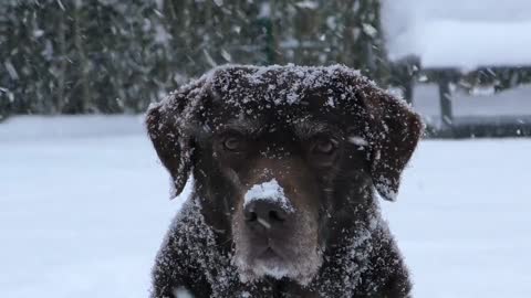 dog in snow Labrador 😢