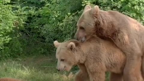 Bear reproduction | Bear mating #88
