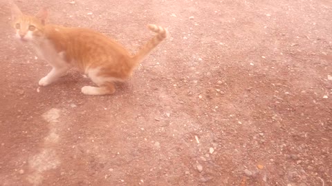 The cute cat is playing