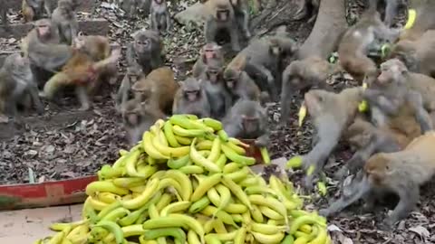 Monkey eat Banana 🍌