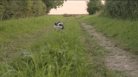 Tracking Shot of Dog Running Along a Rural Path