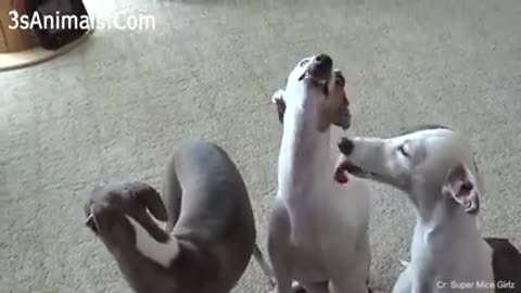 🐶Cute puppies doing funny things🐶