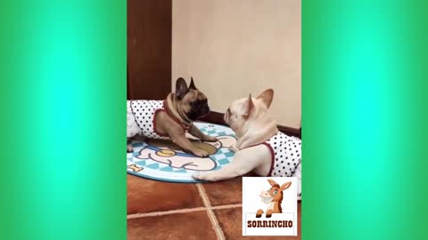 Os Melhores videos engraçados de animais