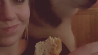 Never Tease A Husky With Food