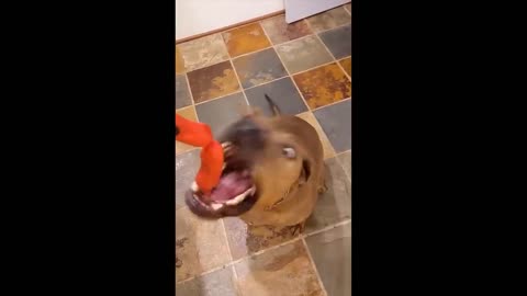 Funny cats and dogs, I dare you to laugh hooman