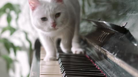 Funny cat playing PIANO enjoy cat with piano