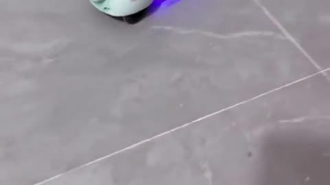 Hamster does tricks on mini moped scooter… 😅