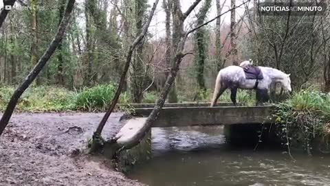 Gato e cavalo são melhores amigos e passeiam juntos