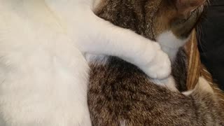 Kittys cuddling