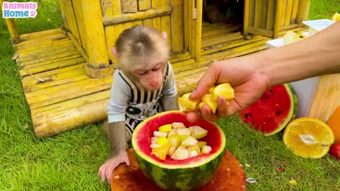 Baby monkey Obi harvests watermelons for breakfast
