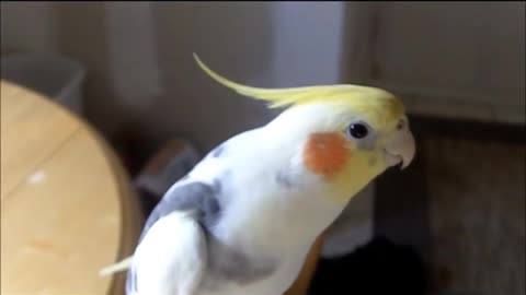 Cockatiel Camera Hog! Smart and funny singing bird is adorable pet!