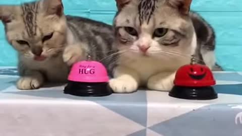 How to Earn Food? Cute Cats Show You How! 😄