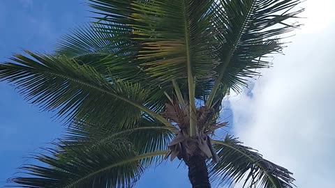 Palm tree on the beach in Punta Cana