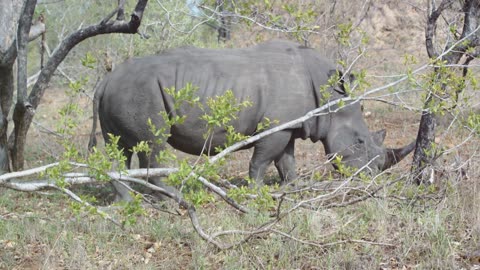 African Safari: Big Five Encounters