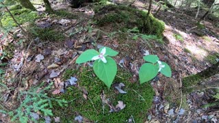 Painted Trilliums