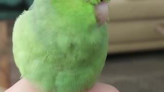 bird almost falls asleep