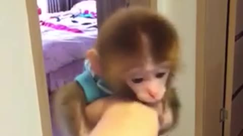 Lovely monkey.