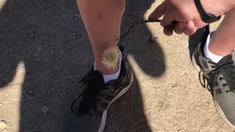 Porcupine Loves To Get Pet