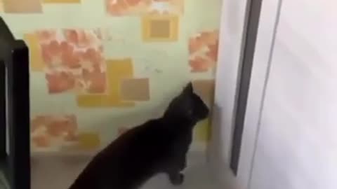 200 IQ Cat