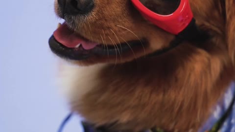 Adorable $DOGE with goggle