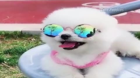 Funny and Cute Pomeranian Lulu