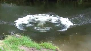 Black dog jumps and splashes in river