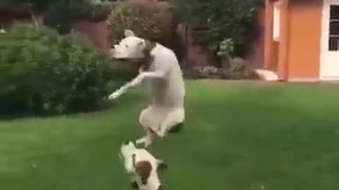 2 cute dogs playing with balloon