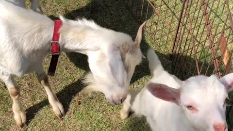 the goats in Yufuin, japan