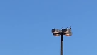 #shorts #pigeons gathering on top of lamp post #birdsview #birds #birdwatching