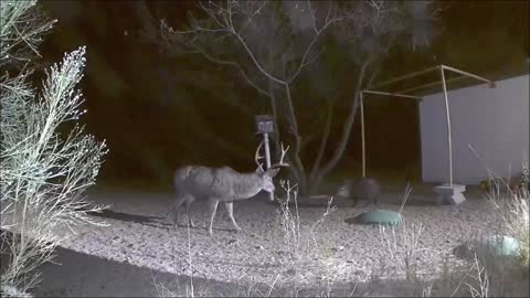 White Tail Buck vs. Angry Mama Javalina