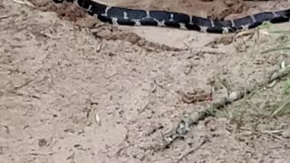 Snake on Hiking Trail