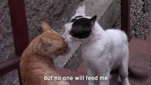 Cats fighting hard conversation