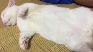 Cat dance in sleep