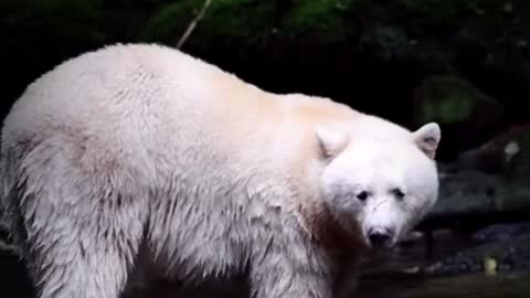 What kind of bear is this? Why is it white like a polar bear