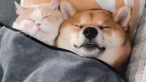 Unlucky friendship :cat and dog duo√🤣